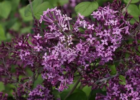 5 Zone: 4 Deer Resistant Bloomerang lilacs are two-timers - and that's a wonderful thing!