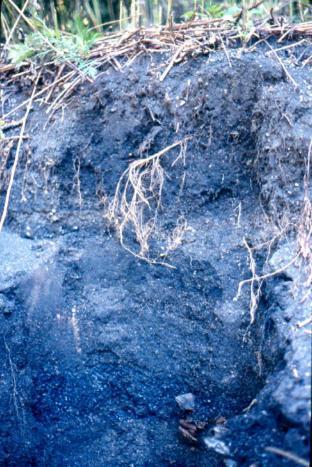 Soils formed in Human Constructed or Modified Landforms Inwood