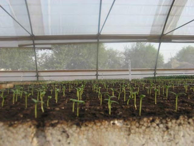 Seedling Production On trays Plug-seedlings Establish an uniform stand in the field