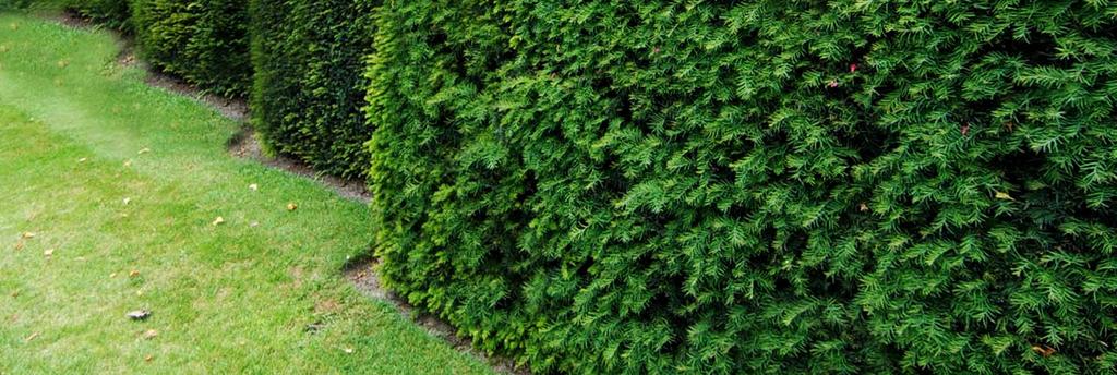One of the most effective and simplest installation screening methods, is the use of mature instant hedging, as featured in this article.