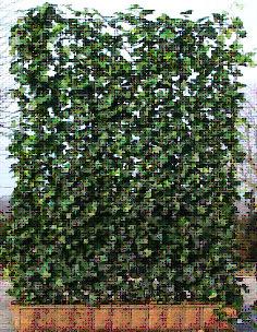 2m high, and can be supplied a standard green variety or variegated form. Carpinus betulus (Hornbeam) 1.0m wide x 1.0m high & 1.2m wide x 1.