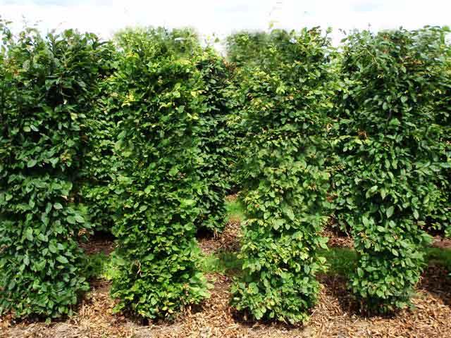 sturdy, densely leaved, bushy plants. These are ready to plant, forming a mature, solid, pre-formed hedge.