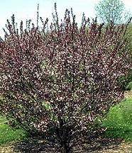 Prunus cistena, PURPLE LEAF SAND CHERRY (7-14 tall x 7-10 spread') Alternate, simple leaves are intense reddish-purple all summer long.