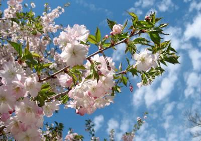 4 Wade & Gatton Nurseries Prunus subhirtella pendula Plena Rosea DOUBLE PINK WEEPING CHERRY (25 tall x 25 spread) Graceful form and an impressive spring floral displaymake this one of the best