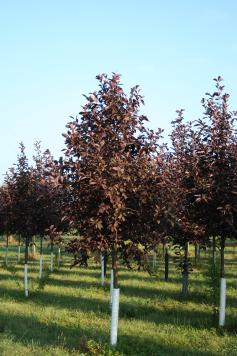 Wade & Gatton Nurseries 7 Prunus virginiana Shubert, CANADA RED CHERRY (25 tall x 20 spread') Also known as Common Chokeberry.