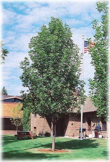 Prairie Spire Green Ash Tightly narrow shade tree, ideal for articulation or for small properties; lustrous foliage with superb gold fall color, seedless and low maintenance, rapidly becoming a