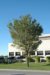 Brandon Elm An extremely hardy and adaptable shade tree with an upright vase-shaped habit of growth and a very dense ascending branch structure, smaller than the massive American elm and a better
