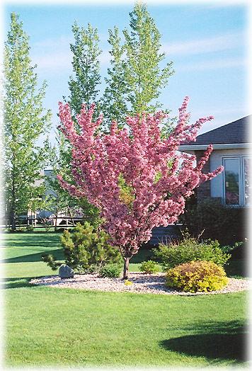 Thunderchild Flowering Crab Rapidly becoming one of the most popular landscape ornamentals, this gem is bathed in soft pink flowers in spring, dark purple foliage all season long, and a narrowly