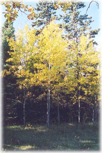 Trembling Aspen A delicate native of the North American forest, with showy white bark and leaves that flutter in the faintest breeze; suckers vigorously, doesn't tolerate polluted conditions well,