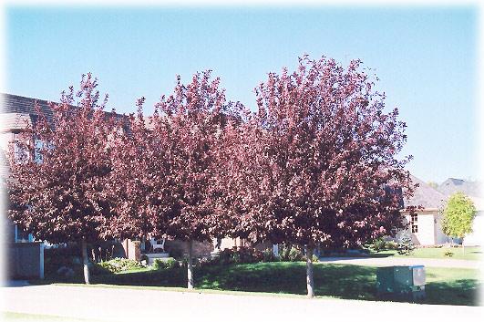 Schubert Chokecherry A small color accent tree with rich deep purple foliage from mid-summer onwards and very attractive racemes of white flowers in spring followed by small, astringent black