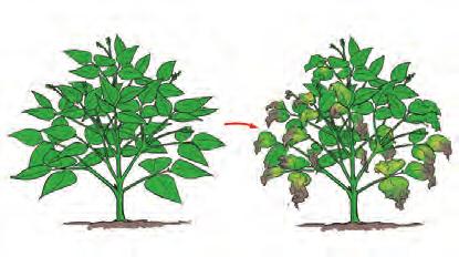 Cowpea mosaic virus Fusarium wilt is a fungal disease which can cause yellowing of the lower leaves on one side of the plant. Infected plants usually are stunted and wilted.