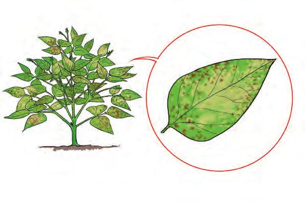 Fusarium wilt Leaf spots can be caused by various bacteria. Some bacteria cause yellowish spots, or spots with a yellow halo. Other bacteria cause brown to purplish spots.