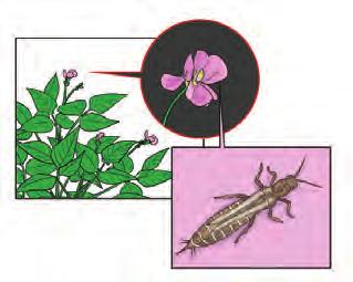 Flowering/post-flowering pests Flower thrips are very tiny black insects, which feed on flower buds and flowers.