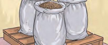 outermost bag. When all the bags are tied, any insects in the grain die from lack of oxygen. It is not necessary to treat seed against storage pests when using PICS bags. 9. Clean the storage room.