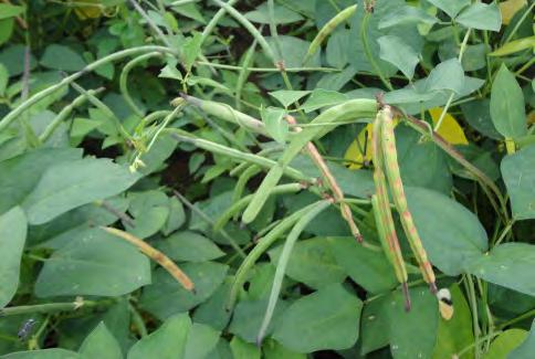 Cowpea is a grain legume that grows throughout sub-saharan Africa. The leaves, green pods, young and mature seeds are very nutritious and rich in protein.