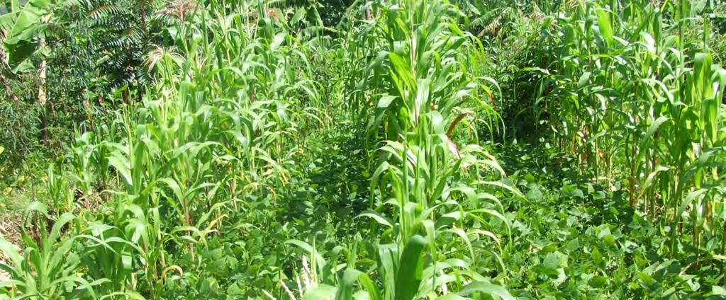 Cowpea in intercrops You can plant a short-duration, determinate cowpea variety at the start of the season and relay a cereal crop into the cowpea several weeks after cowpea sowing.