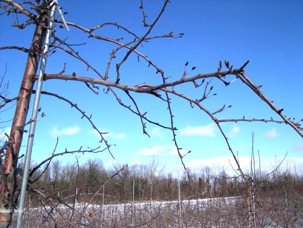Pruning Strategy Affects Fruit Size, Yield and Biennial Bearing of Gala and Honeycrisp Apples Terence L. Robinson 1 Leo I.