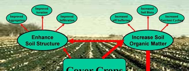 Annual Cover Crops Between crops during