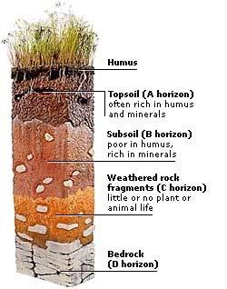Soil Layers or Horizons The biological component is at the top Digging or tilling disturbs