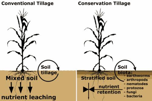 Effects of Tilling the Soil Cover Crops Retain top soil in place and are often low growing plants Many are in the bean family so will fix nitrogen from the air