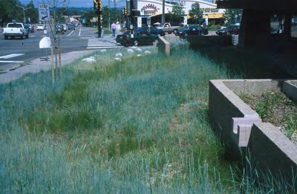 grass buffer or vegetated