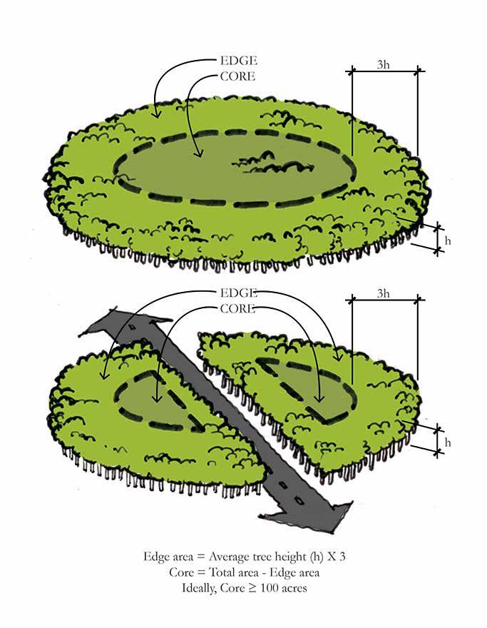CALCULATING INTERIOR FOREST HABITAT Division = less habitat Dividing a large core