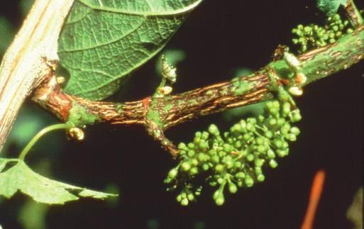 Phomopsis Overwinters on diseased canes Spores produced during wet weather can infect anytime Unlike black rot, fruit rot symptoms caused