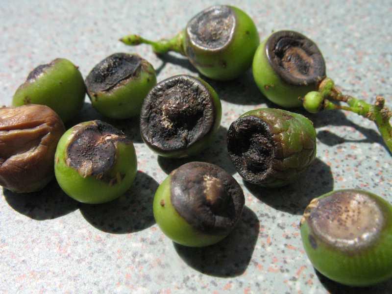 Phompsis vs Black Rot on berries Phomopsis lesions typically start where berry is attached to stem and do not appear until late summer or early fall. Detach easily.