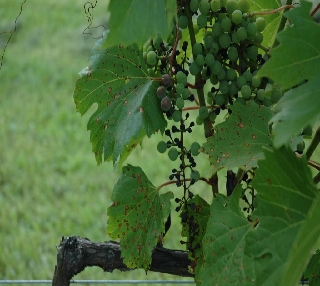 Major Grape Diseases: Black rot Phomopsis cane and leaf