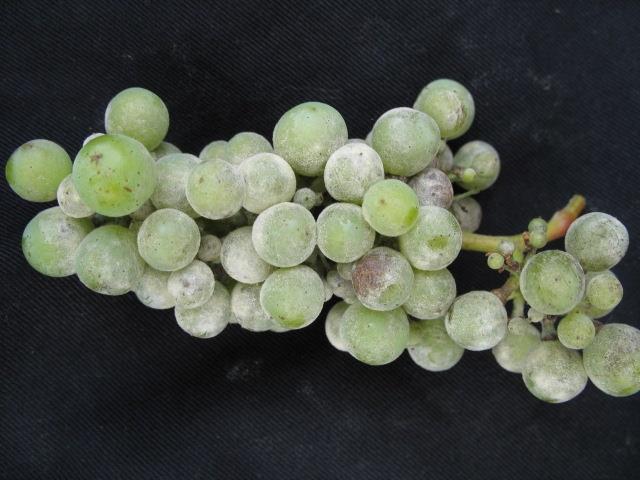 Powdery Mildew Infected berries may not ripen properly, may split or drop High humidity 85% optimum/cloudy conditions favors the disease Easily can turn into an epidemic