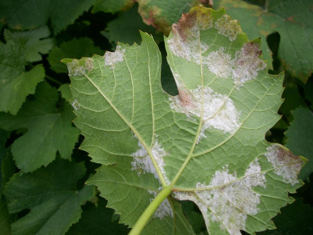 Downy mildew- leaves lose susceptibility