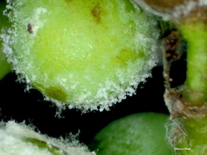 Downy Mildew-likes wet and high humidity-if protection is lacking and the weather remains