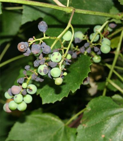Berry Rot Shrivel and turn to raisins and remain firmly attached Black rot fungus only infects green berries and will not infect berries after they start to mature, they become more resistant Most