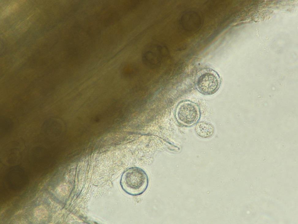 Pythium Root Rot (cont.) http://hyg.