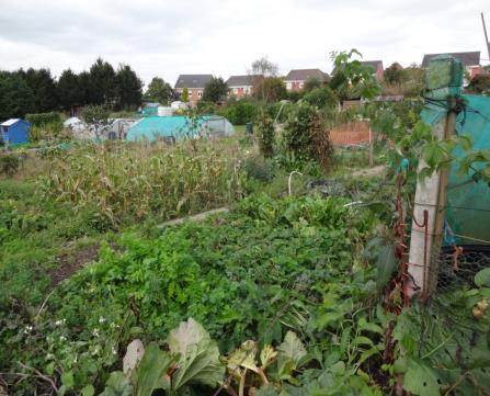 8. Allotments, off B5026 Eccleshall Road, between Hugo Meynell School on one side, Hugo Way on two sides and behind houses on Eccleshall Road, Ashley Asset of Community Value Walking distance to