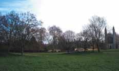 Fig 36: The hidden Beech avenue within Queen s Grove Fig 39: Weeping Willows along the River Cam at Trinity Fig 37: The Oriental Plane within King s Scholars Piece & specimen Copper Beech at Clare