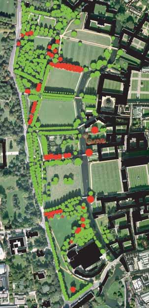 3.3 The Limes that form the remnants of the avenue that lined the approach to Clare College present a similar challenge.