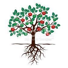 Rootstock interaction Climate Cultivar Diseases and Pest Tree size Orchard Management: (tree architecture,