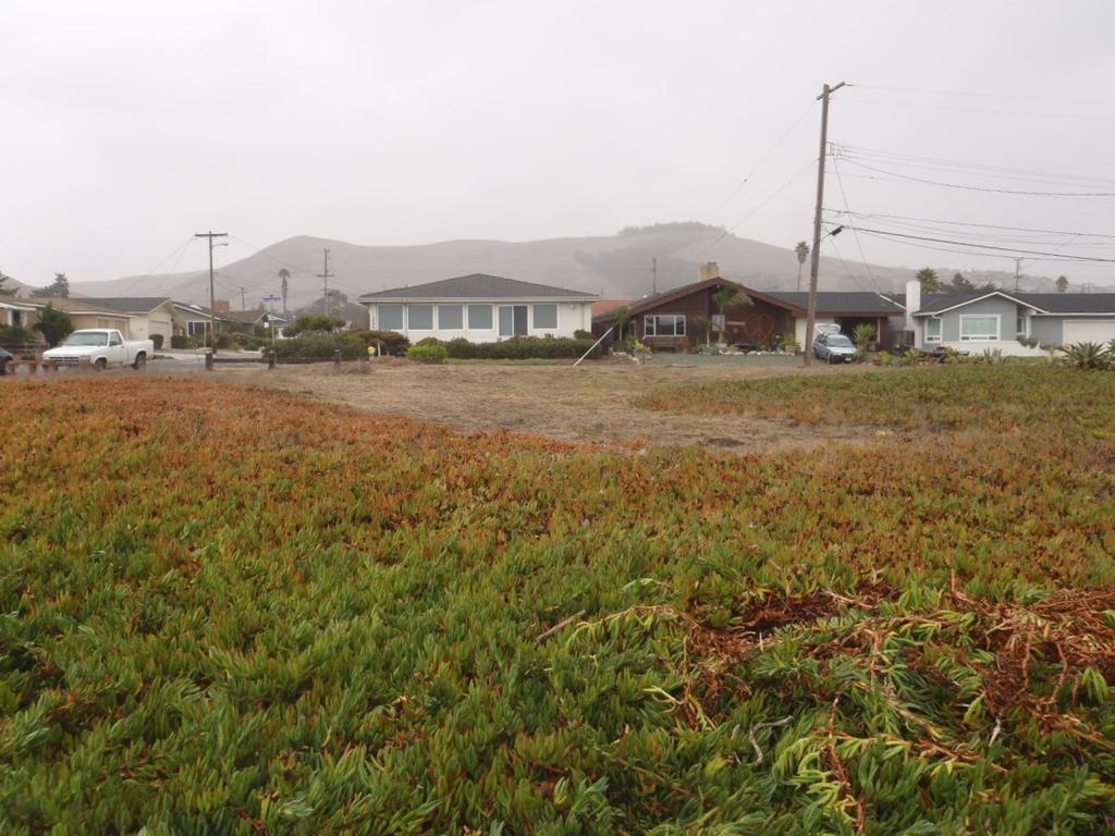 PHOTO 1: View of existing conditions on the parcel looking east towards Beachcomber Drive and existing residences. Note iceplant and ruderal habitat on the parcel. Picture taken on October 9, 2013.