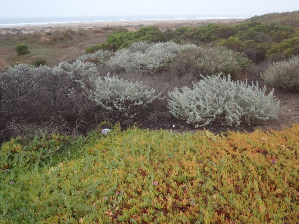 PHOTO 6: View of the central dune scrub area looking northwest towards the State Beach.