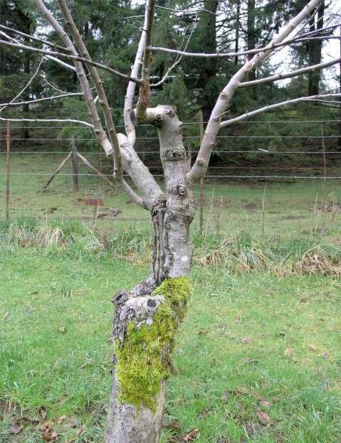 The top of this tree Has been bud Grafted In total this tree Has been top-