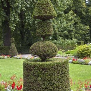 TOPIARY You can also introduce shape and structure with topiary.