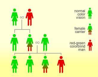 Pictures Pict. 1. Daniel Fluck. Red-green color blindness inheritance pattern. 2006 (http://www.