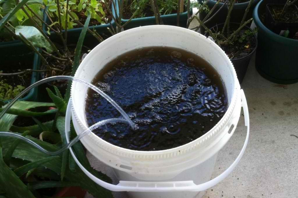 2. Place the worm castings in an old t- shirt and tie it up so that the castings are wrapped in the middle. 3. Fill a 5- gallon bucket with rainwater and 1 oz. of organic molasses. 4.