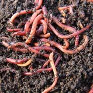 temperatures between 55 and 77 degrees Fahrenheit One pound of redworms will easily take care of each half-pound of scraps produced
