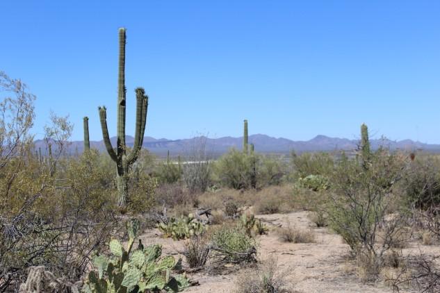 As our motel was only five miles from the Western Saguaro National Park and I had noticed that the cactus was blooming, we decided to go and drive thru the park.