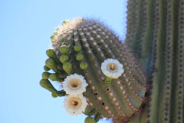 The Saguaro cactus is our largest cactus and can only be found in the Sonoran Desert. It can be as tall as 40-60 feet in height and when fully hydrated, can weigh as much as 3200-4800 pounds.