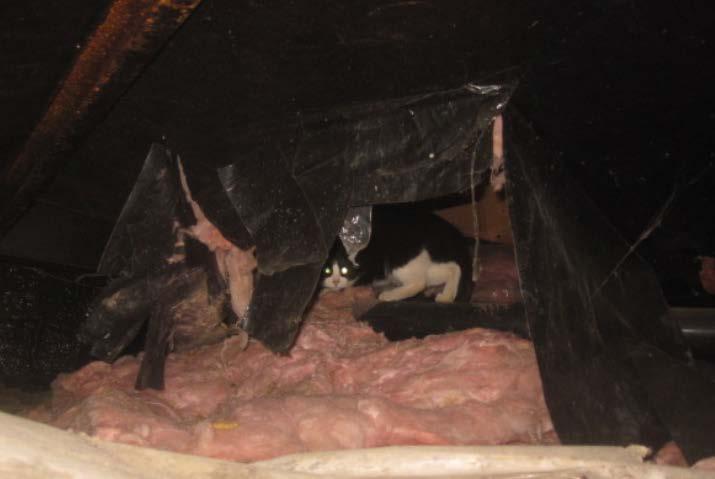 Figure 32. Tight skirting is needed to keep animals out of the belly area, where they can otherwise do significant damage to insulation.