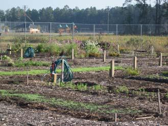 GREEN MANURE CROPS FOR OVERWINTERING FOR MORE INFORMATION Contact: Joni Torres Telephone: 252-902-1756 E-mail: jkyoungtorres@pittcountync.gov Websites: www.makingpittfitcommunitygarden.