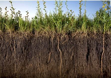 Preparing the soil Goal: Feed the microbes A well-amended